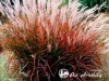 Miskantas kininis ,Dronning Ingrid' (lot.  Miscanthus sinensis)